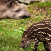 Schutz des gefährdeten Bergtapirs