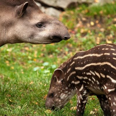 Tapir (tapirus pinchaque)