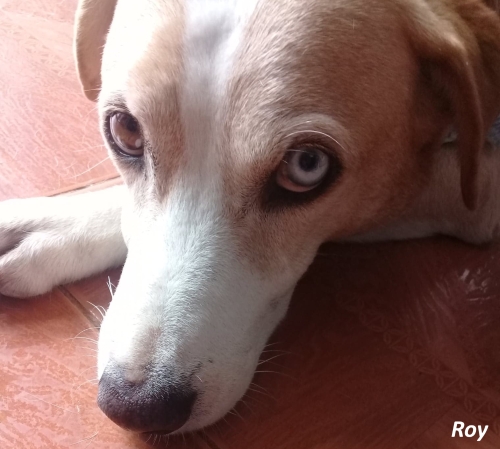 Hilfe für Kolumbiens Strassenhunde und -katzen